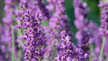 DOF, MACRO, CLOSE UP: Lilac Lavendula Blooms Gently Moving In Light Summer Wind.