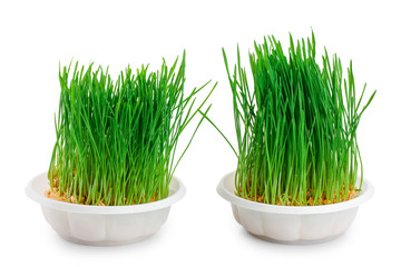 Wall Mural - Wheat sprouts isolated on white background close up