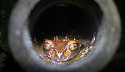 Wall Mural - Spiny-headed tree frog (Anotheca spinosa) in a bamboo pole, Costa Rica.