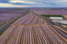Miles Of Rows Of Blooming Almond Trees Planted Between And Next To Highway 5 In Northern California Near Sacramento