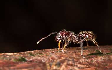 Canvas Print - Bullet ant (Paraponera clavata) near Puerto Viejo de Sarapiqui, Costa Rica.