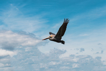 brown pelican feeds over the inter coastal waters of hilton head island, south carolina