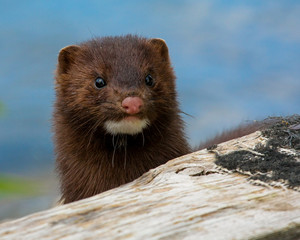 Wall Mural - mink