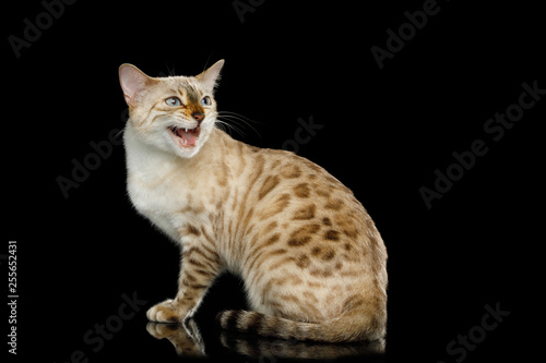 30 White Bengal Cat Hypoallergenic Photos