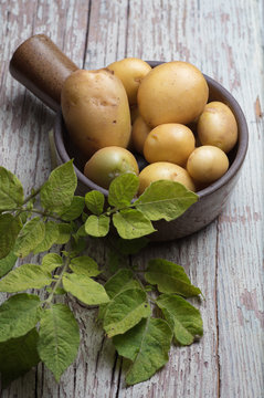 organic potato