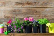 Seedlings Of Garden Plants And Beautiful Flowers In Flowerpots For Planting On A Flower Bed. Garden Equipment: Watering Can, Buckets, Shovel, Rake, Gloves On Wooden Background. Copy Space For Text.