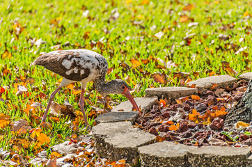 Wall Mural - Eudocimus albus (Juvenile White Ibis)