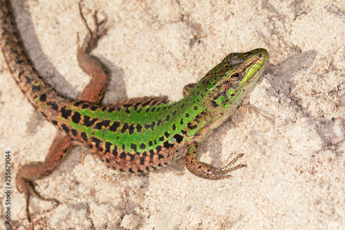 Lucertola Verde Buy This Stock Photo And Explore Similar Images At Adobe Stock Adobe Stock