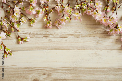 Sakura And Wood Grain Background Material サクラと木目の背景素材 Stock Photo Adobe Stock