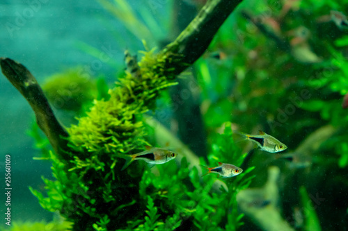 水族館の水槽にて 緑の藻の間を美しい魚が泳ぐ風景が美しい Stock Photo Adobe Stock