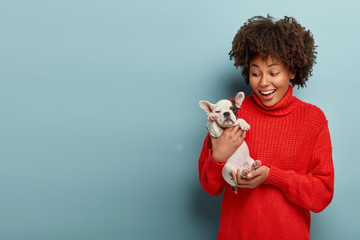 Indoor shot of lovely female boasts of having french bulldog, shows her little puppy at camera, wears red winter sweater, carries pet to neighbours, have loyal relationships, isolated on blue wall