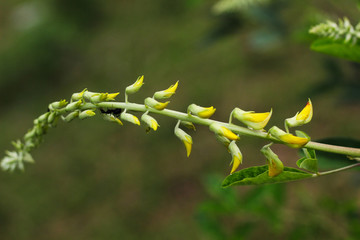 yellow design flower in the plant with an ant