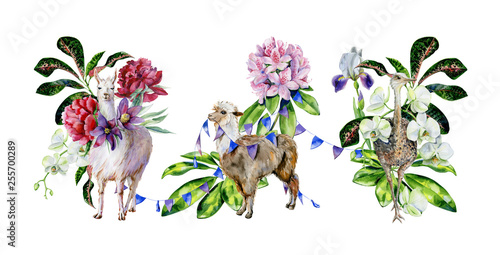 Watercolor set of cartoon alpaca, cute llama and ostrich with orchids, peonie...