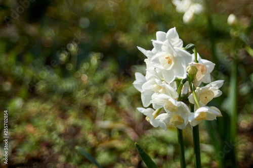 水仙の白い花 冬から春へ Stock Photo Adobe Stock
