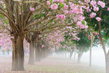 Pink trumpet tree row with Mist in morning time