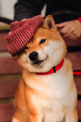 Wall Mural - beautiful purebred dog of the Siba Inu in red hat