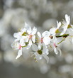 Weiße Baumblüte