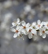 Bezaubernde weiße Blüten - Freisteller