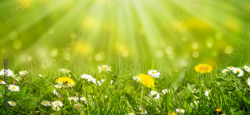 Fotomural wiese mit löwenzahn gänseblümchen unscharfer hintergrund