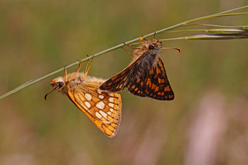 Carterocephalus palaemon (PALLAS, 1771) Gelbwürfeliger Dickkopffalter DE, NRW, Dollendorf 25.05.2015