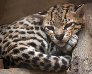 Wall Mural - Ocelot is resting.