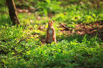 Wall Mural - Furry squirrel is standing on two hind legs in the spring city park