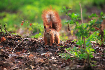 Wall Mural - Furry squirrel in spring City Park