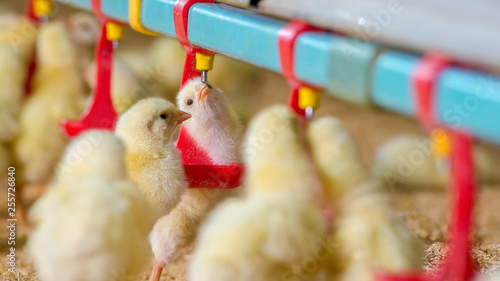 Fotografía Little yellow chicken chicks in feeding water