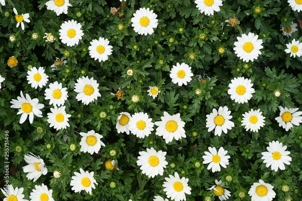 最高のマーガレット 壁紙 最高の花の画像 最高のマーガレット 壁紙 最高の花の画像