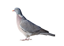 Wood Pigeon (Columba Palumbus), Isolated On White Background