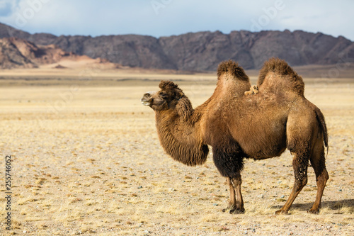 Fotomural Camel in the foothills of Western Mongolia.