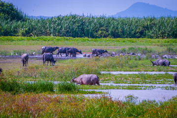 Sticker - Heard of water buffalos on Songkhla lake