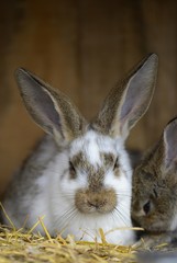 Wall Mural - rabbit in front of the rabbit barn