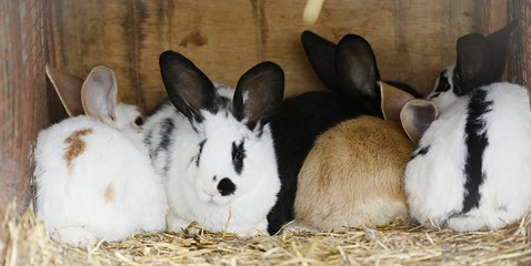 Wall Mural - rabbit in front of the rabbit barn