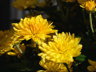 yellow dahlia