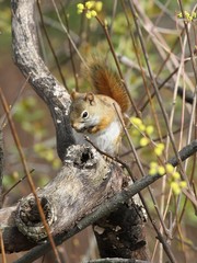 Wall Mural - squirrel in tree