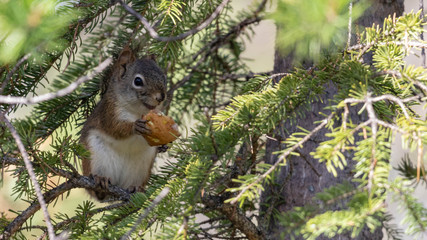Wall Mural - squirrel eating a nut