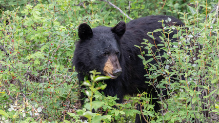 Wall Mural - black bear