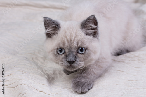 Pets Cute Little British Shorthair Lilac Kitten Buy This Stock