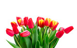 Fototapeta Tulipany - fresh tulips flowers