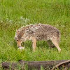 Wall Mural - Coyote Eats Carcass of Small Elk