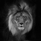 Fototapeta Sawanna - Portrait of a gorgeous Male Lion against black background