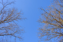 Abstract Image Looking Up At Leafless Tree Branches. Fall Winter Season Branches Framing A View To The Sky. Looking Up To Sky. Minimal Nature Background