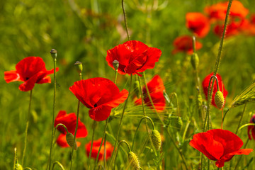 Spring spirit at red field of poppies and beautiful nature, countryside, closeup