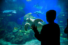 Silhouette Of A Young Boy Looking At Colorful Tropical Reef Fish And Sea Turtles In A Large Aquarium