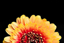 Red And Yellow Flakes Gerbera Flower Isolated On Black Studio Background With Empty Copy Space.