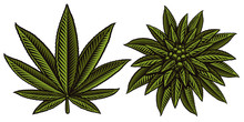 Vector Illustration Of Cannabis Leafs.