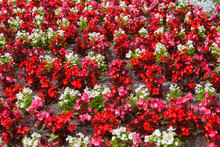 Fragment Of Flower Beds With Red And White Flowers Of Begonia