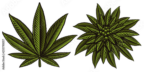 Fotografía Vector illustration of cannabis leafs.