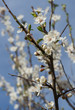 blooming cherry tree in spring